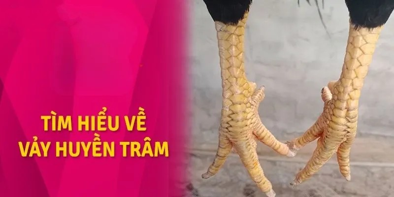 Vảy gà huyền trâm