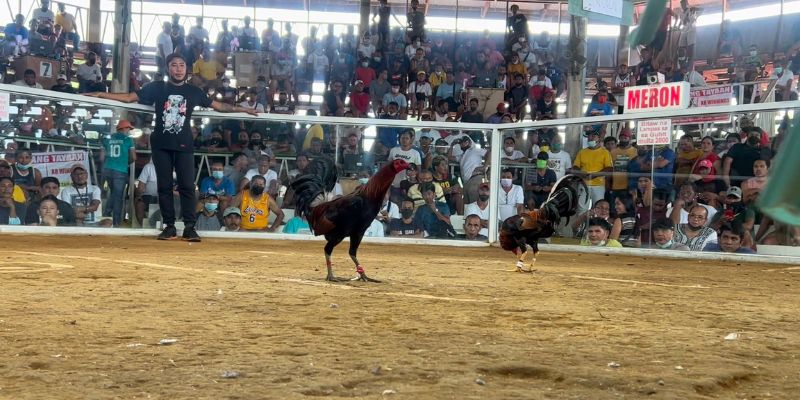 Giải là nơi tranh tài của nhiều chiến kê đẳng cấp