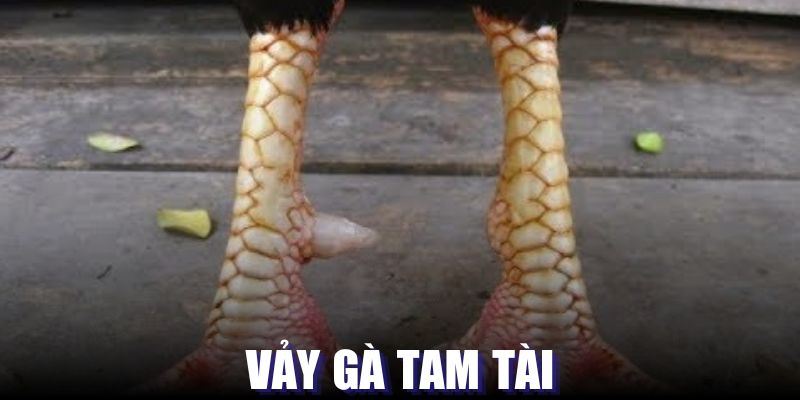 Đôi nét về vảy gà tam tài